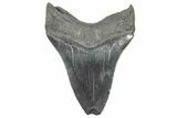 Fossil Megalodon Tooth - South Carolina #325719-1